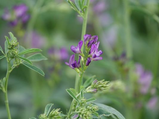 Luzernesamen beimpft mit Rhizobium