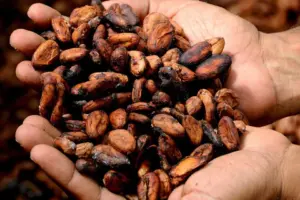 Kakaoschalen Mulch