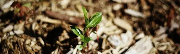 Wichtig: Mulchen bei Living Soil