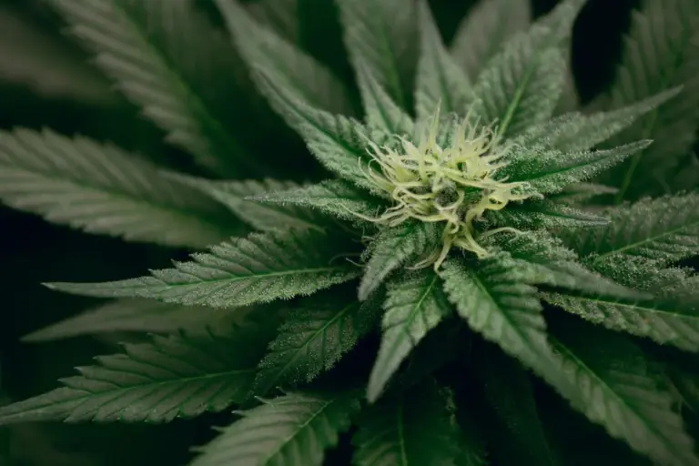 Automatics: Alles, was Sie über Cannabis Automatics Strains wissen müssen