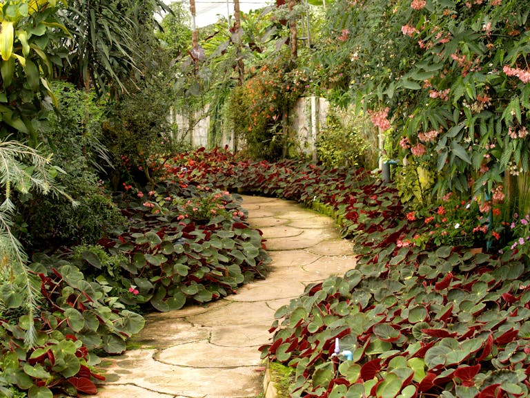 A tranquil garden pathway surrounded by vibrant tropical plants and flowers.