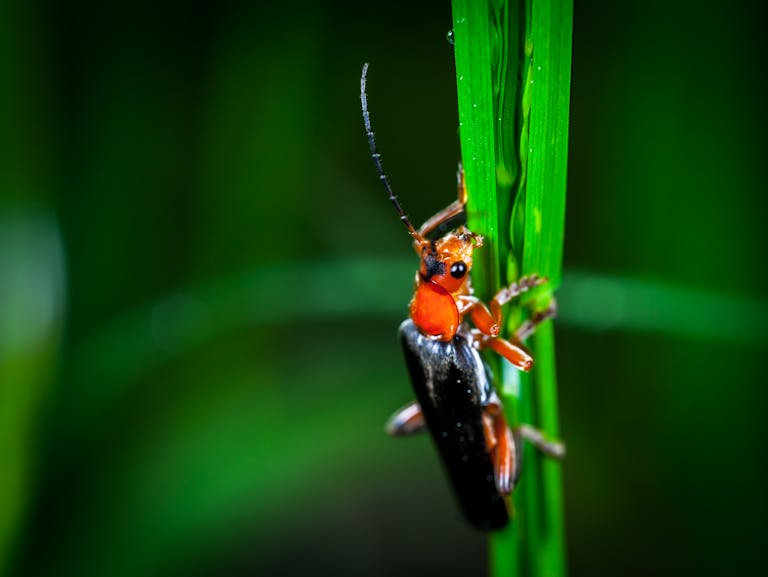 Macro photograph of an insect perched on a green leaf with vibrant details.